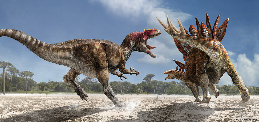 Allosaurus attacking a Stegosaurus dinosaur, illustration
