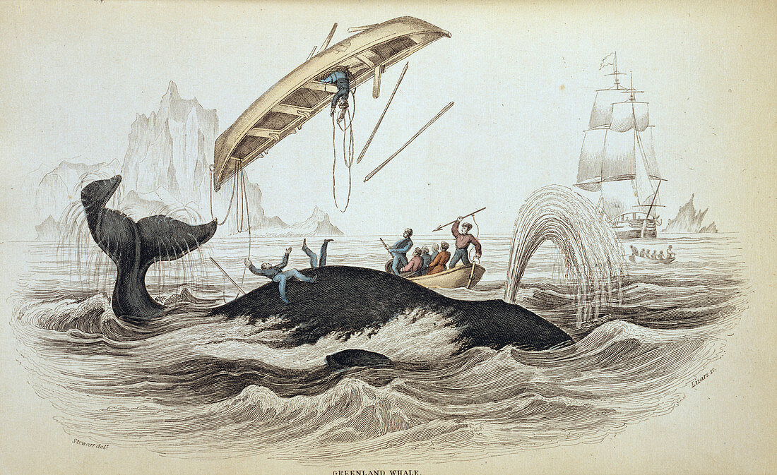 Bowhead whale and whalers, 19th century