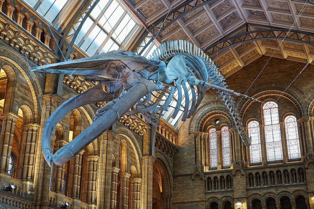 Blue whale 'Hope' in Natural History Museum's Hintze Hall