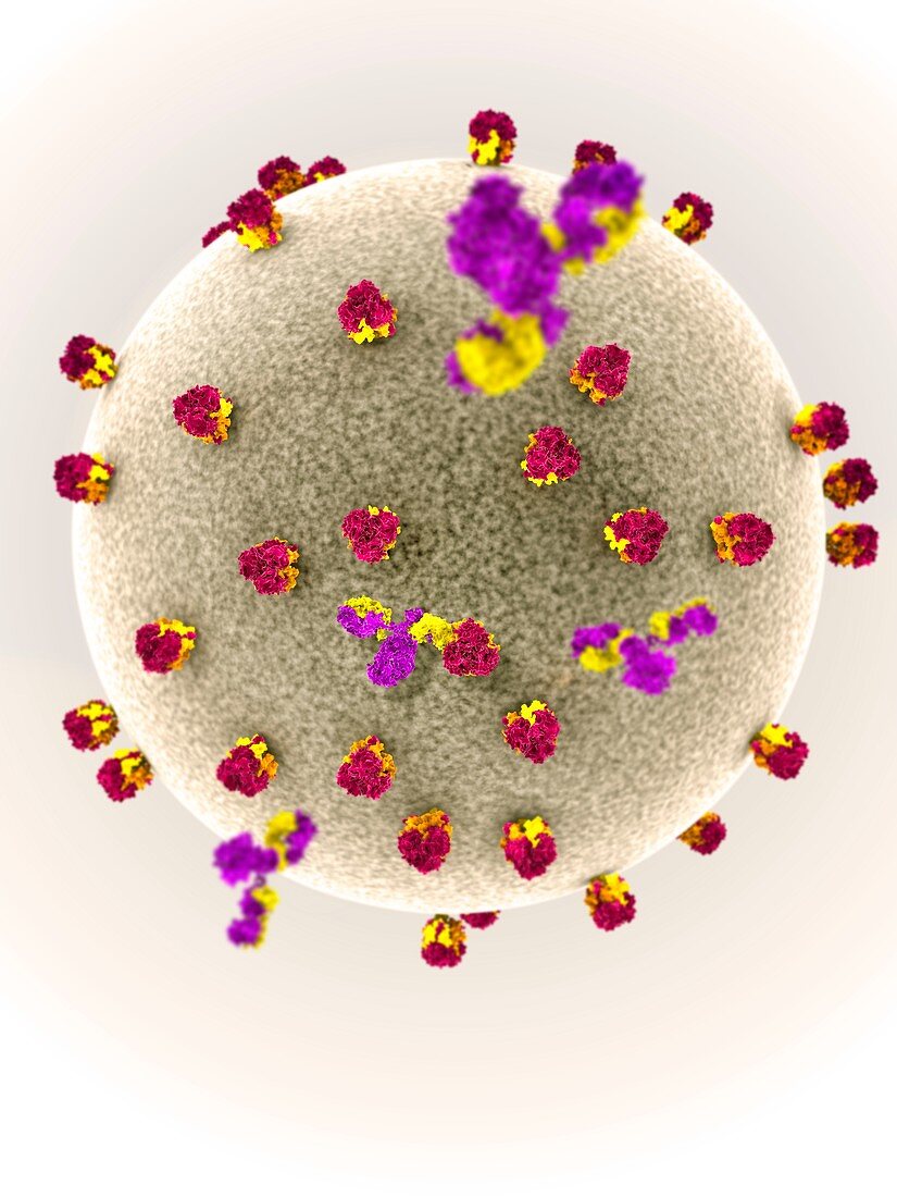 Lassa virus particle and antibodies, illustration