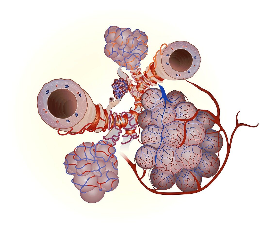 Alveoli, illustration