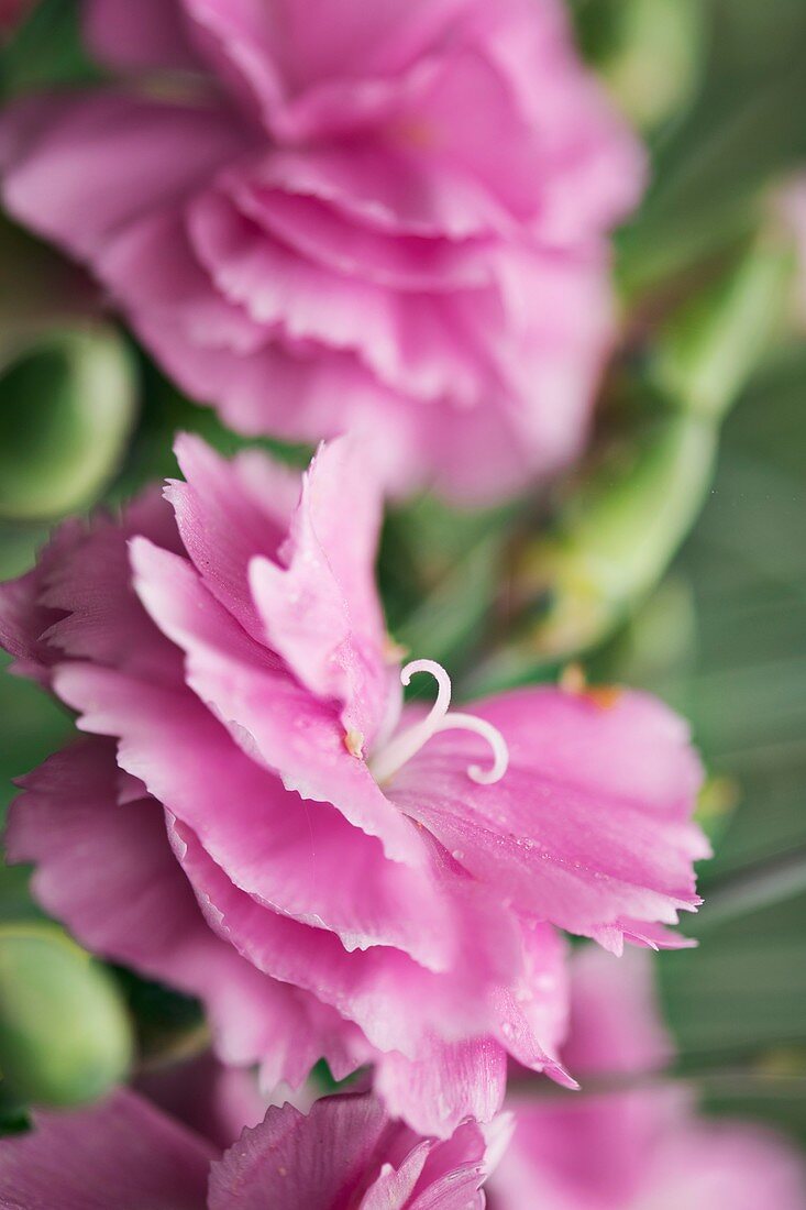 Carnation (Dianthus sp.)