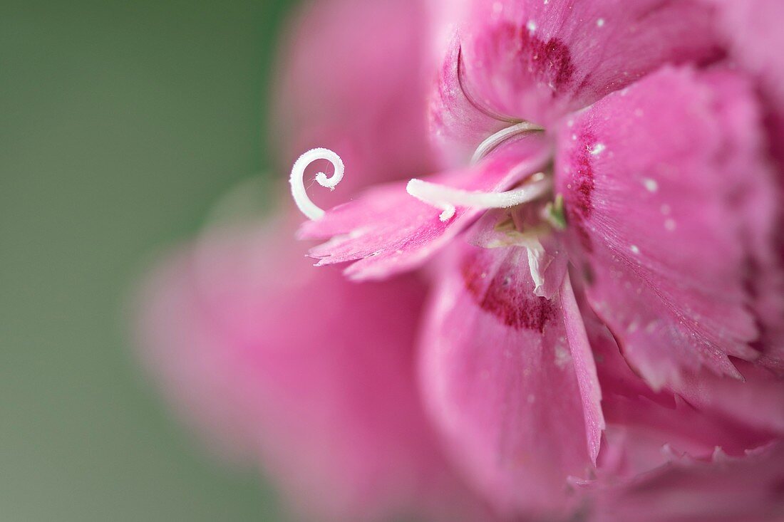 Indian Pink (Dianthus chinensis)