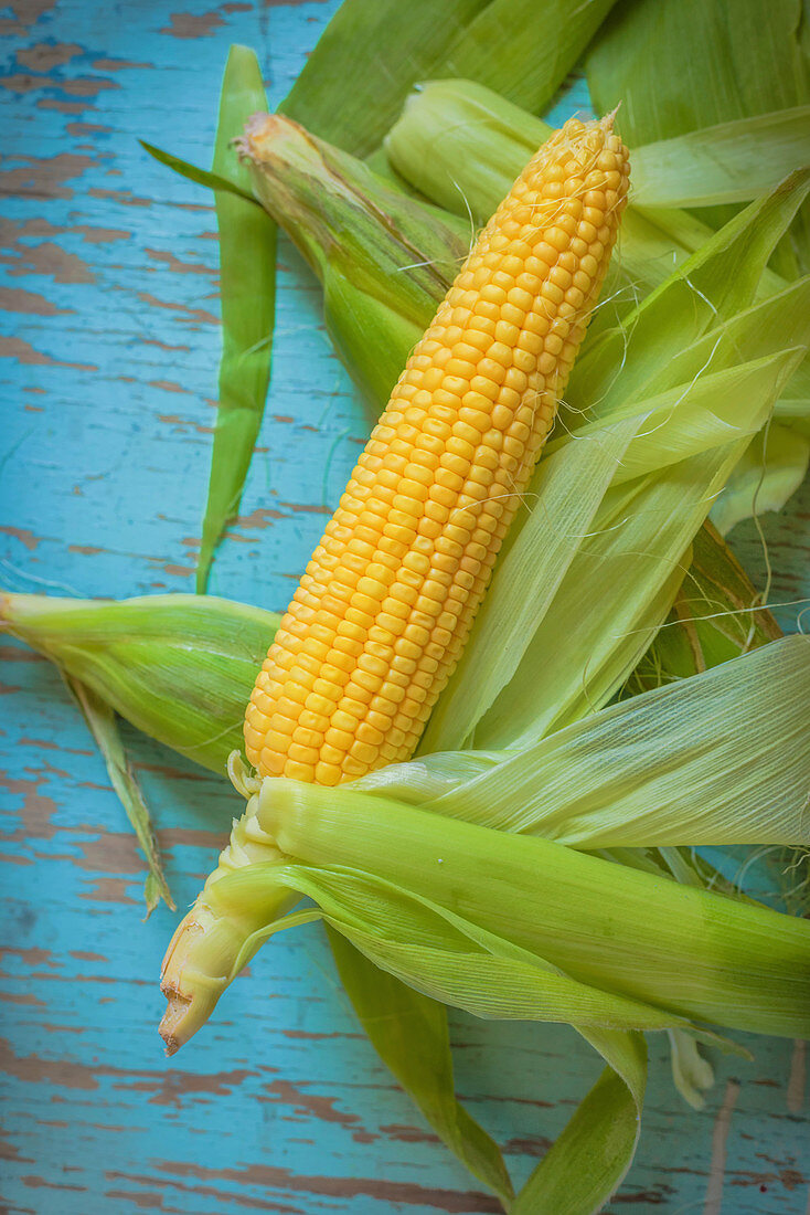 Freshly picked ear of corn