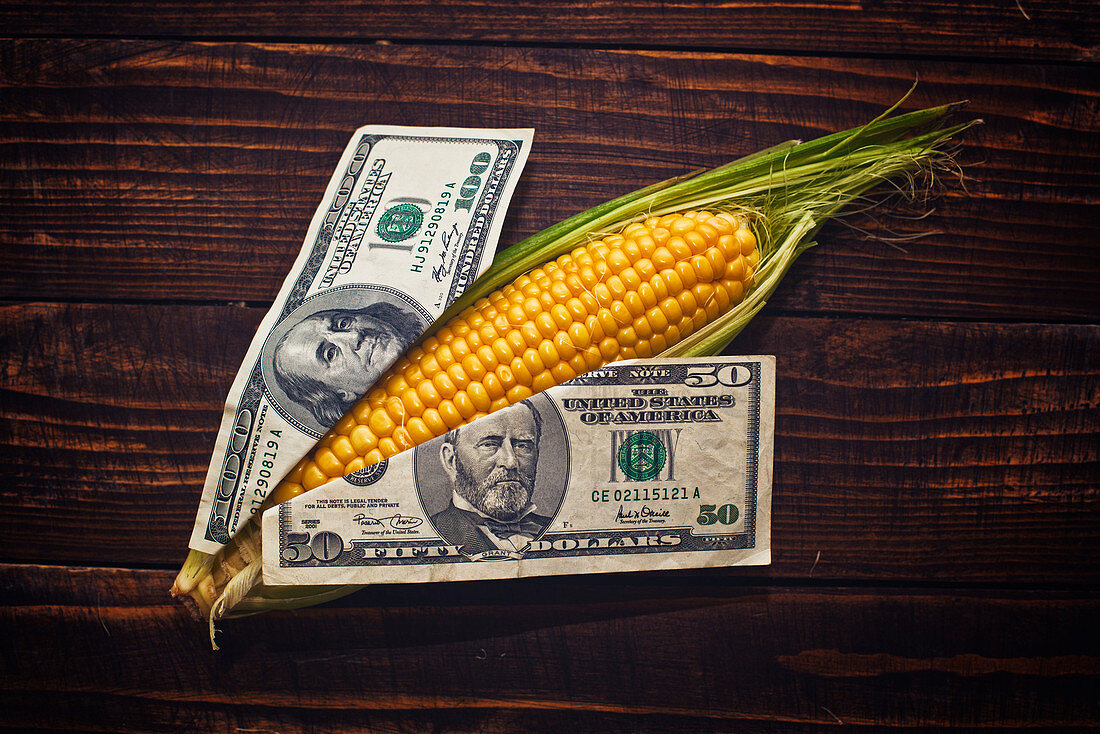 Cost of corn, conceptual image