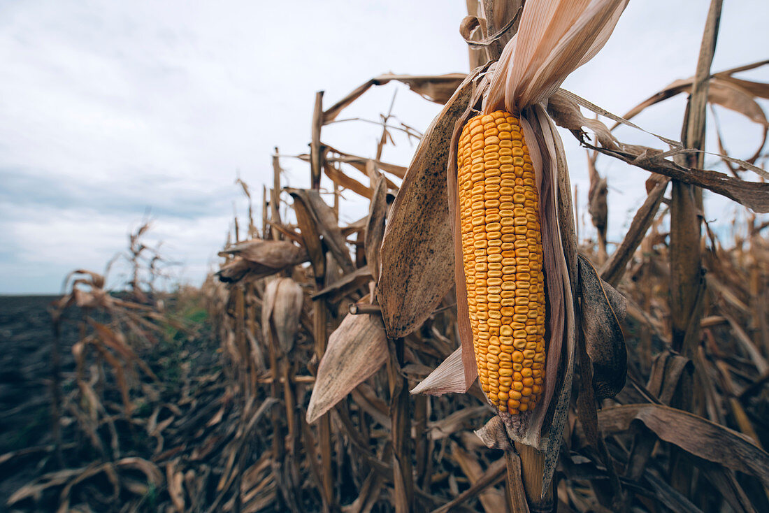 Ripe corn cob