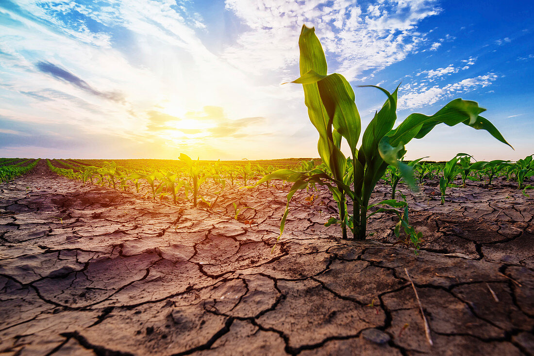 Young corn plants in field