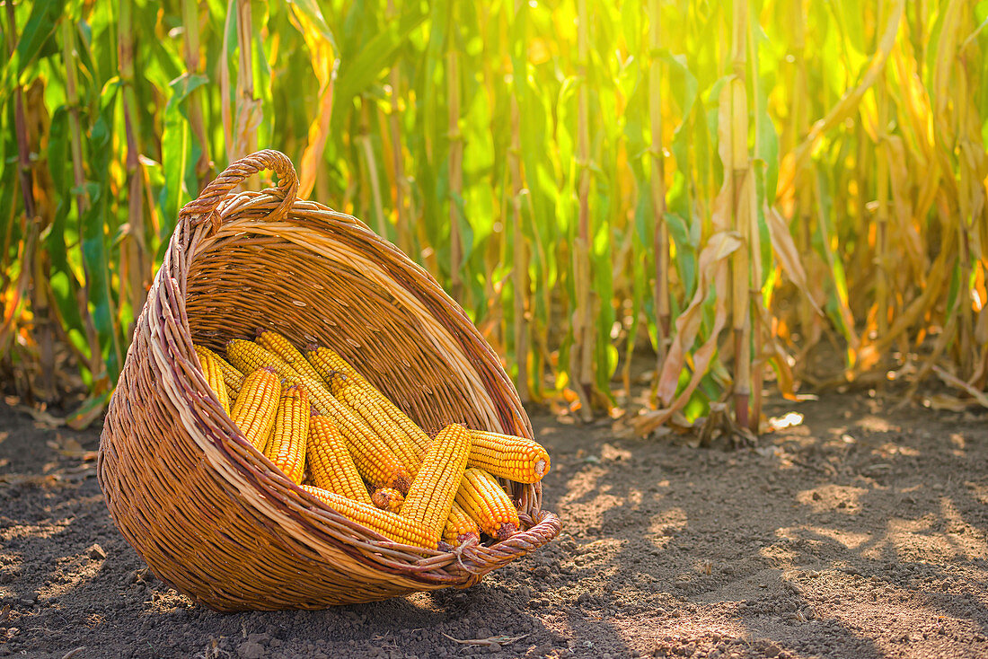 Harvested corn in wicker basket