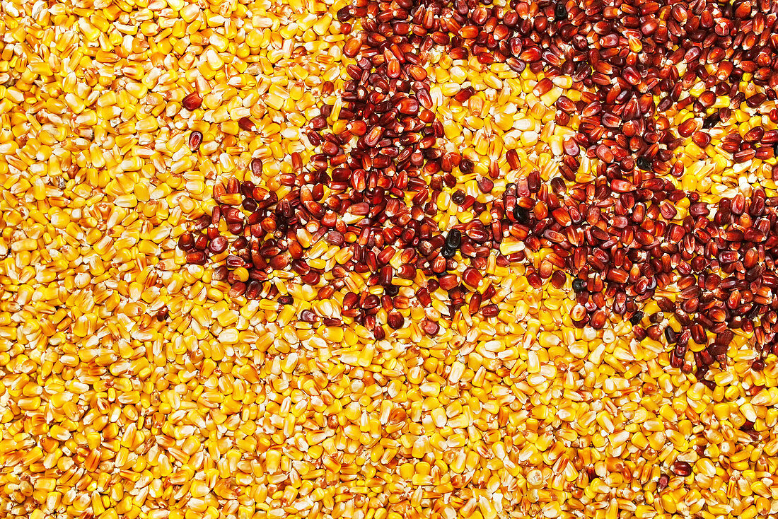 Multi-coloured corn seed