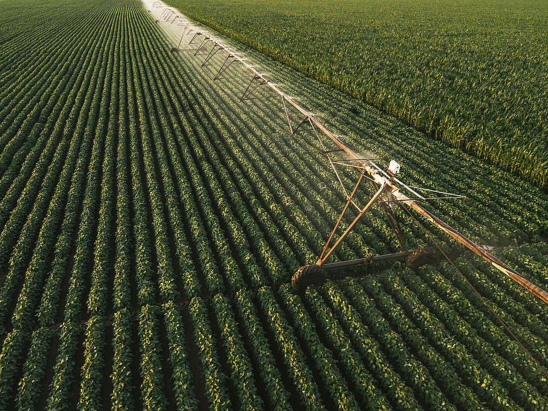 Irrigation bean in soybean field, aerial view