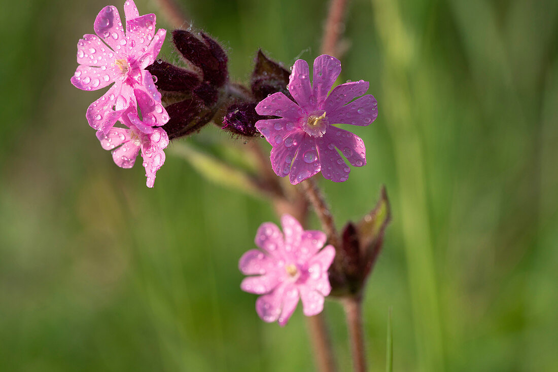 Red campion (Silene dioica) flowers