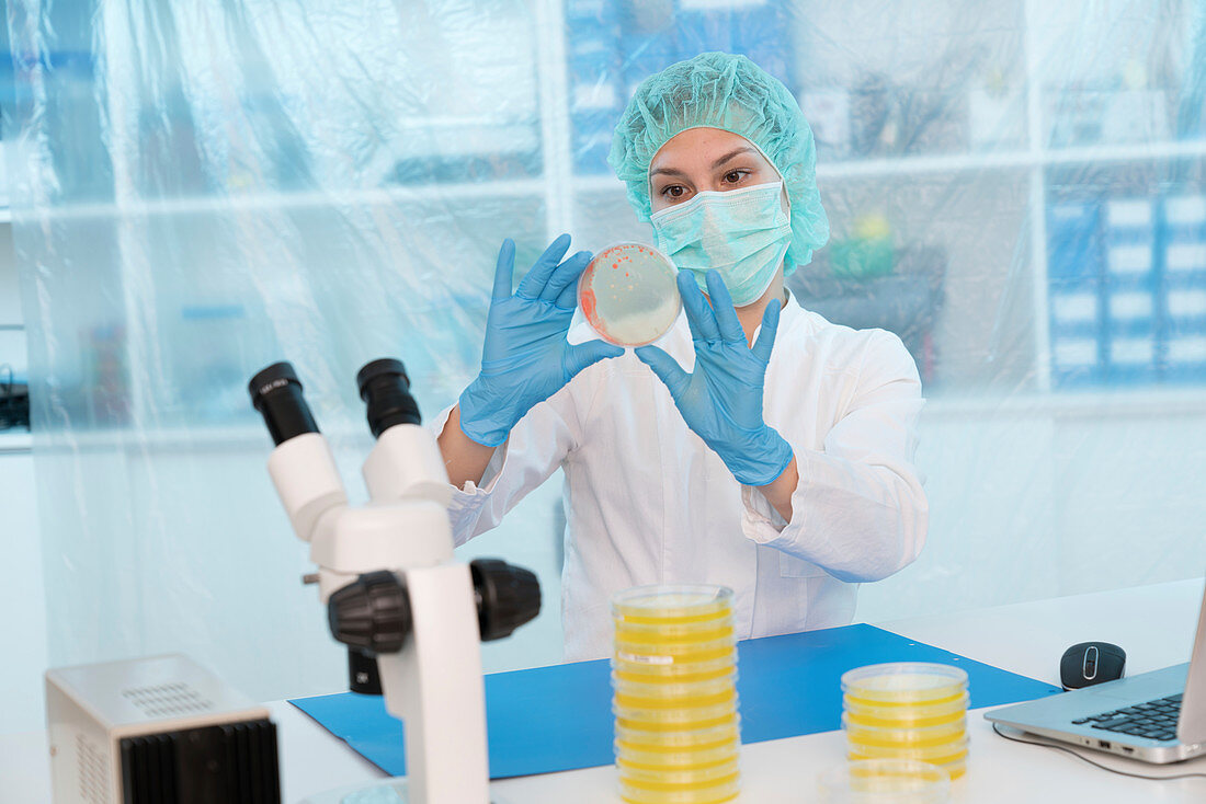 Scientist examining Petri dish