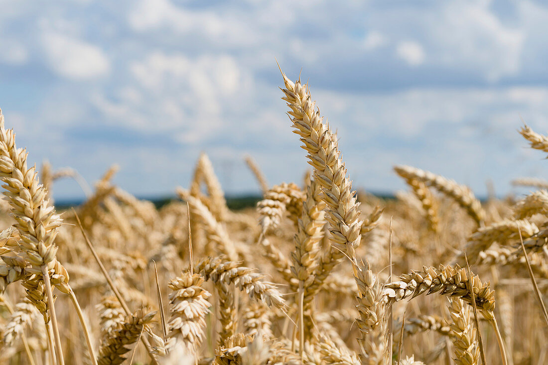 Ripe wheat crop
