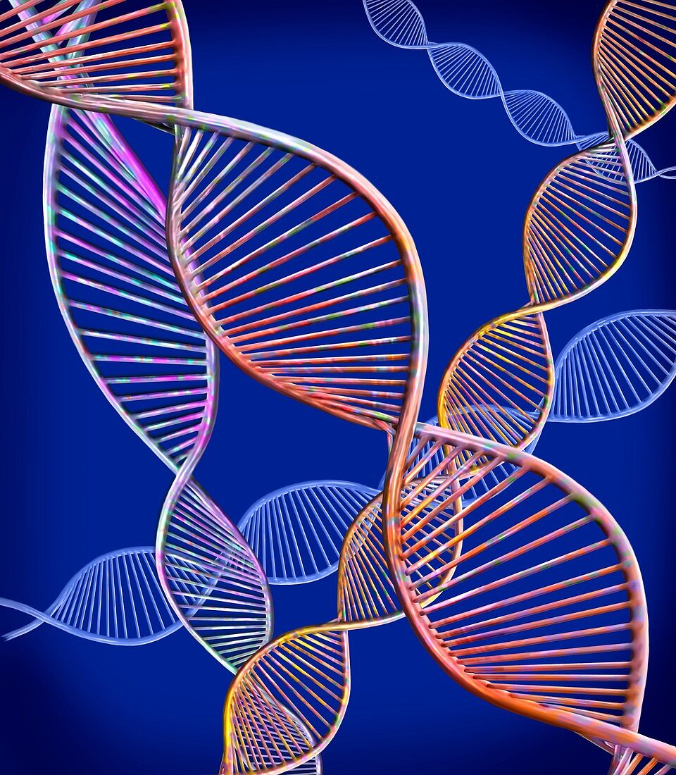 DNA strands, illustration
