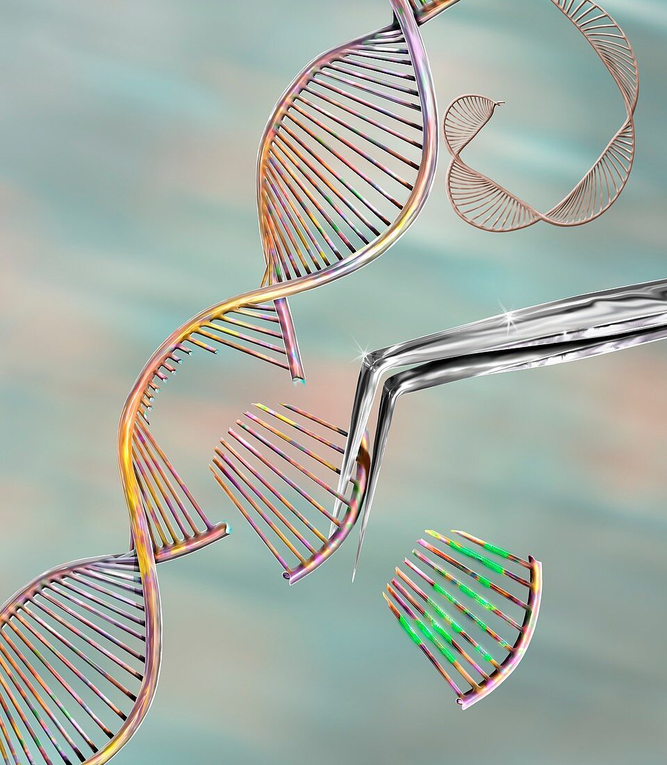 CRISPR gene editing, conceptual illustration
