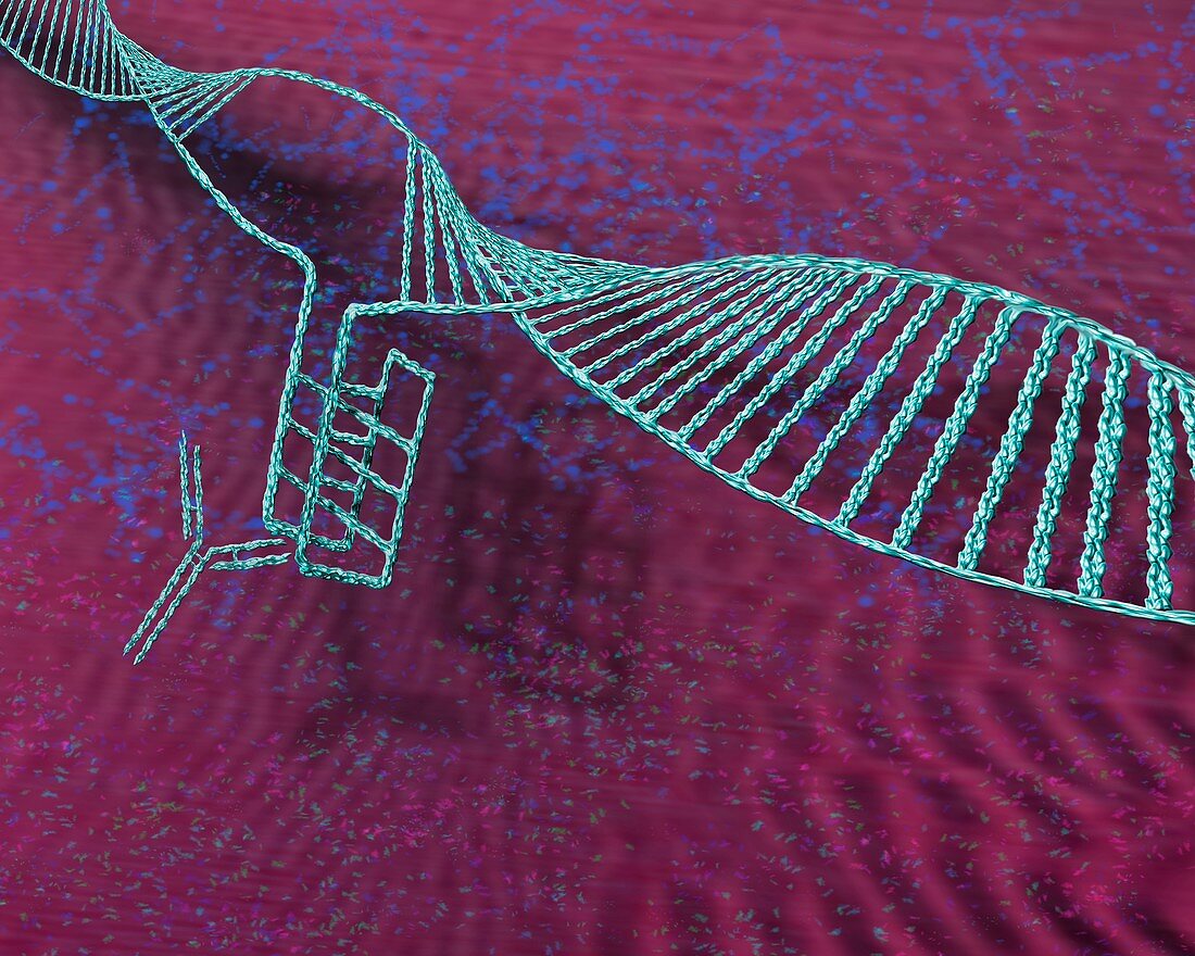 i-motif DNA structure, illustration