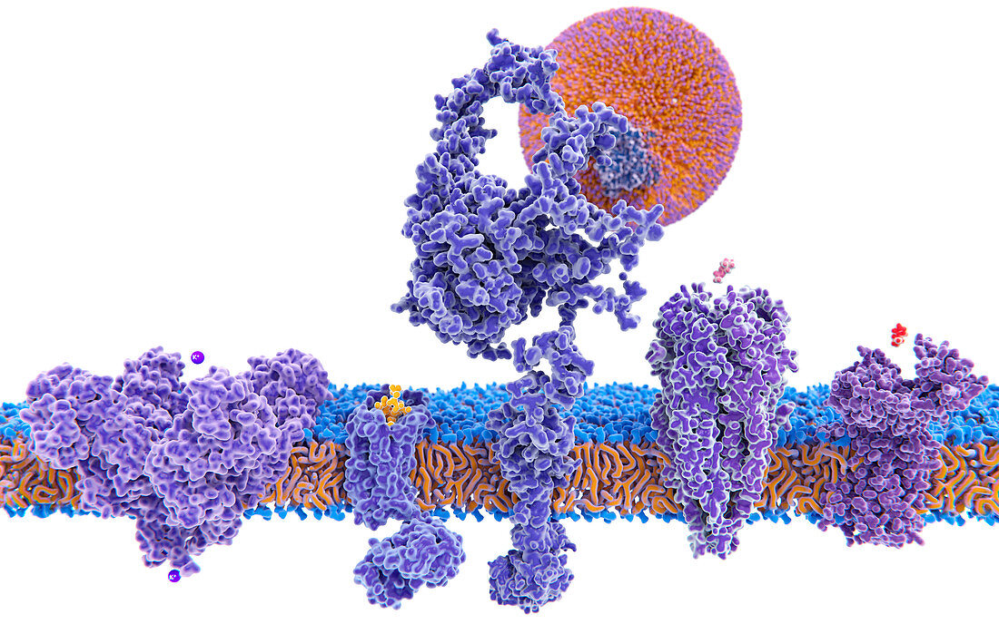 Transmembrane proteins, illustration