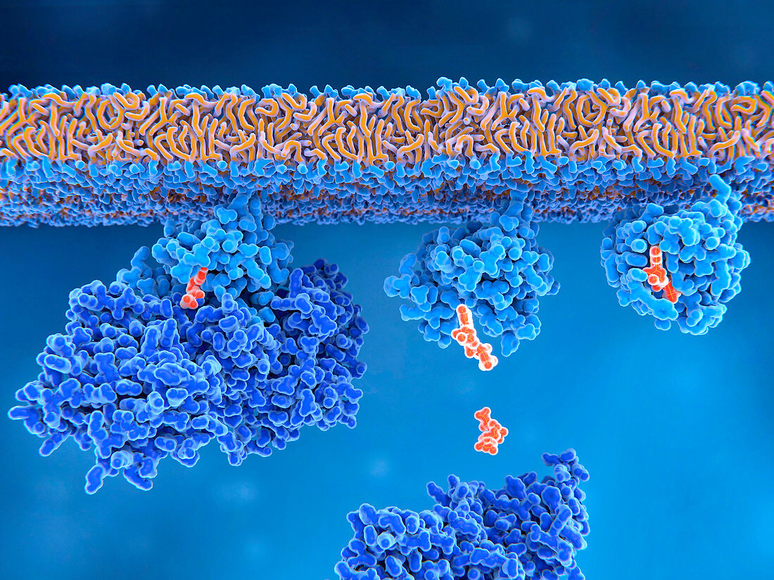Activation of ras protein, illustration
