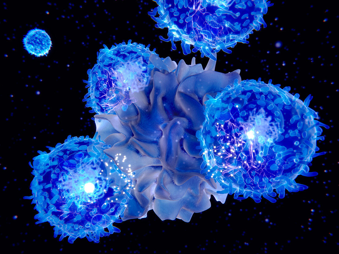 T-cells and dendritic cell interacting, illustration