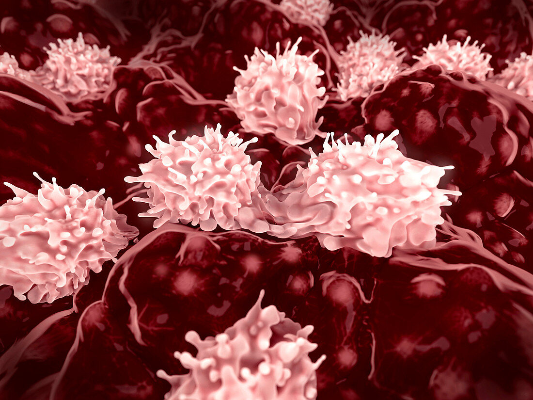 Stem cells dividing in bone marrow, illustration