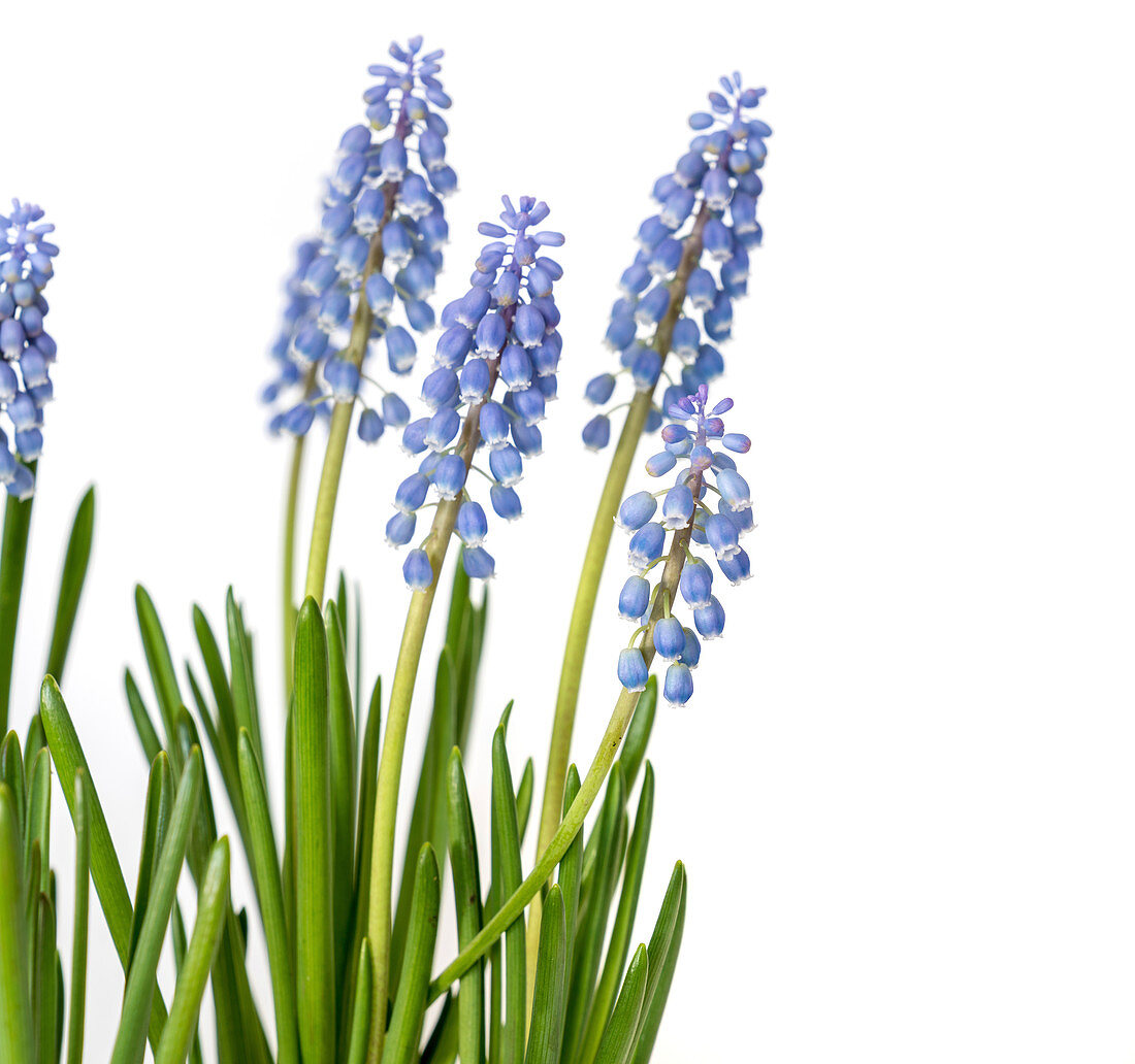 Grape hyacinth (Muscari sp.) flowers