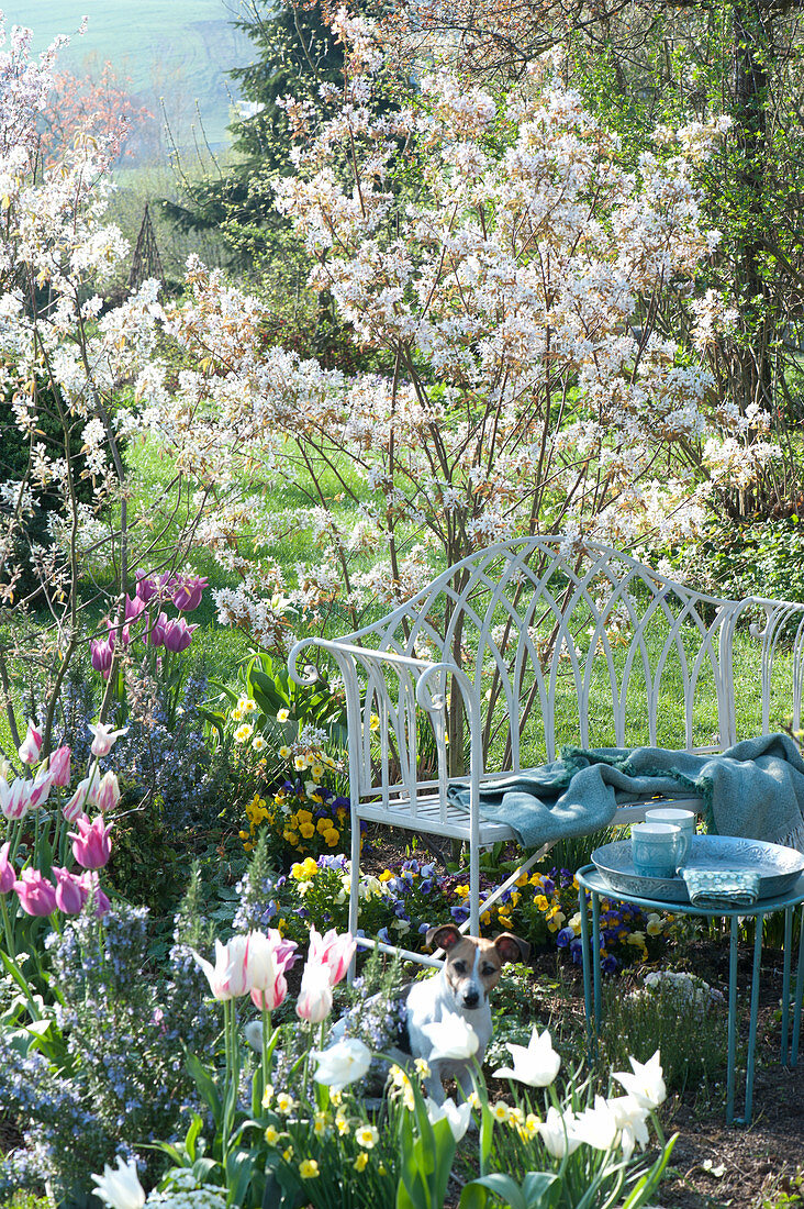 Flowering Rock Pear Planted With Pansies