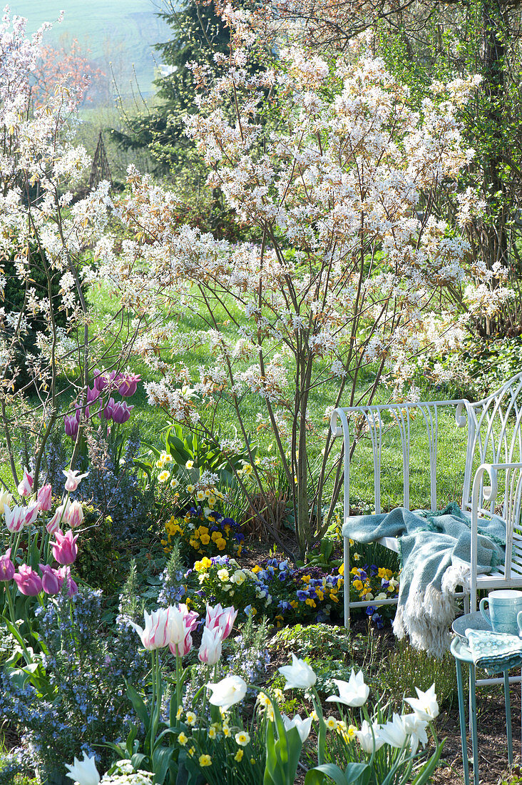 Flowering Rock Pear Planted With Pansies