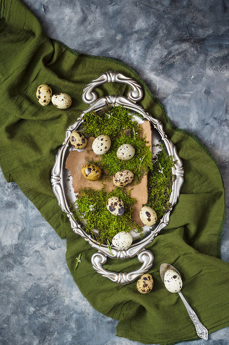 Fresh quail s eggs on tree bark covered with moss placed on olive green fabric