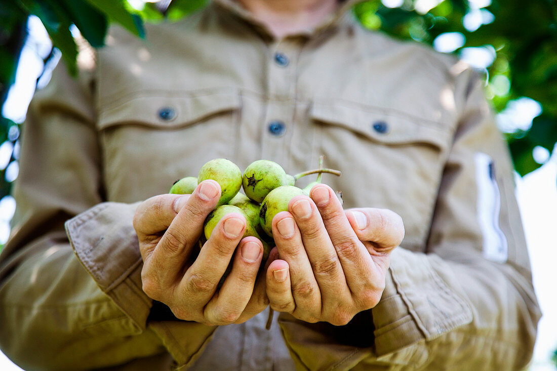 Gardener holding ripe pears