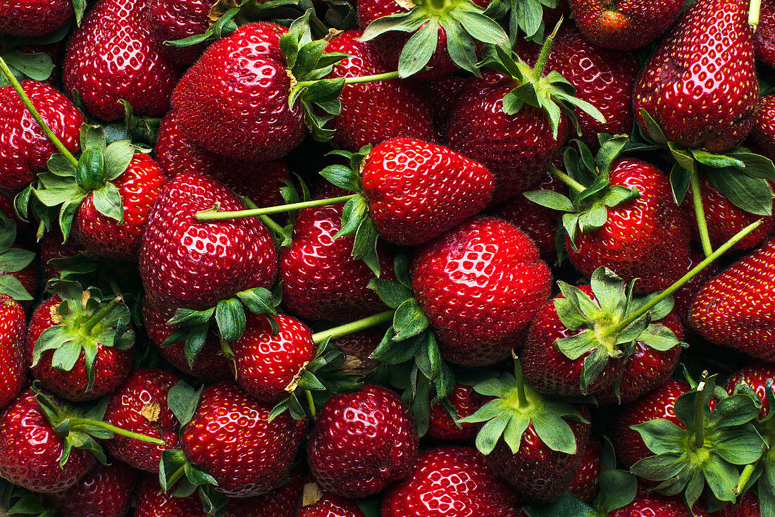 Frisch geerntete reife Erdbeeren
