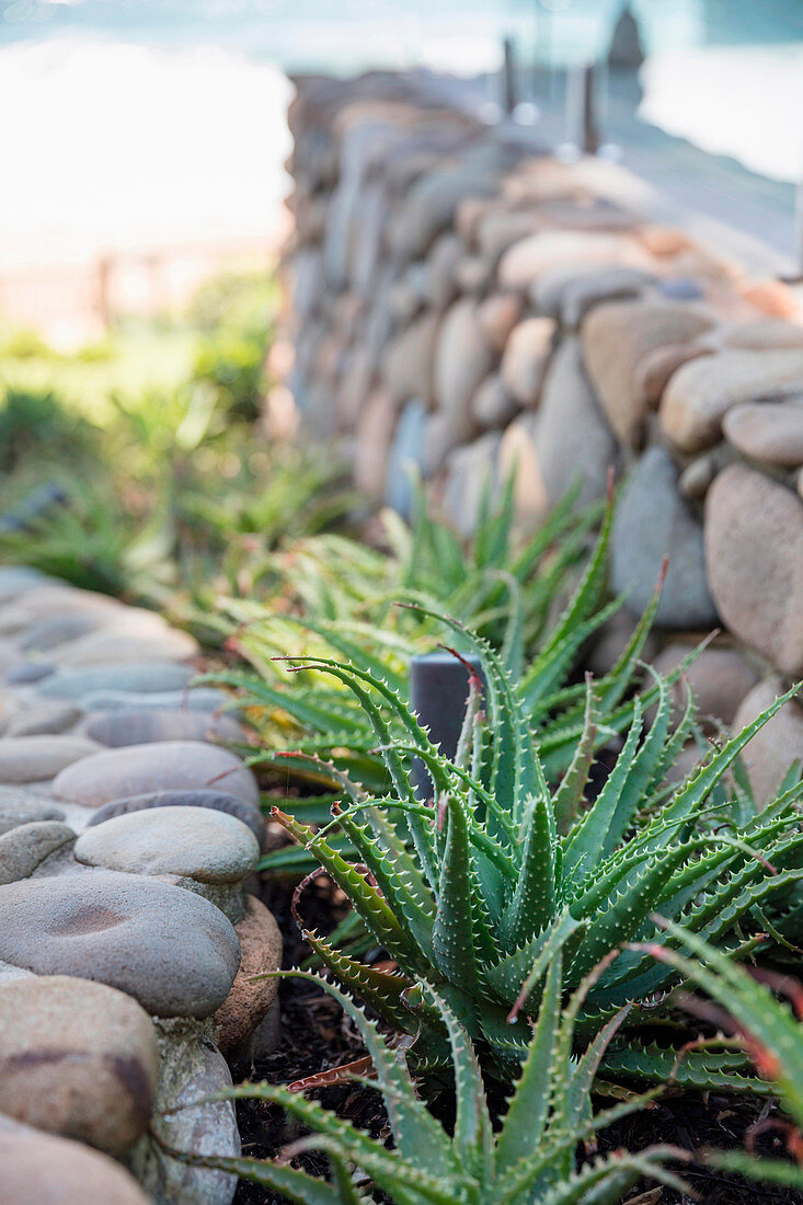 Rock garden with agave
