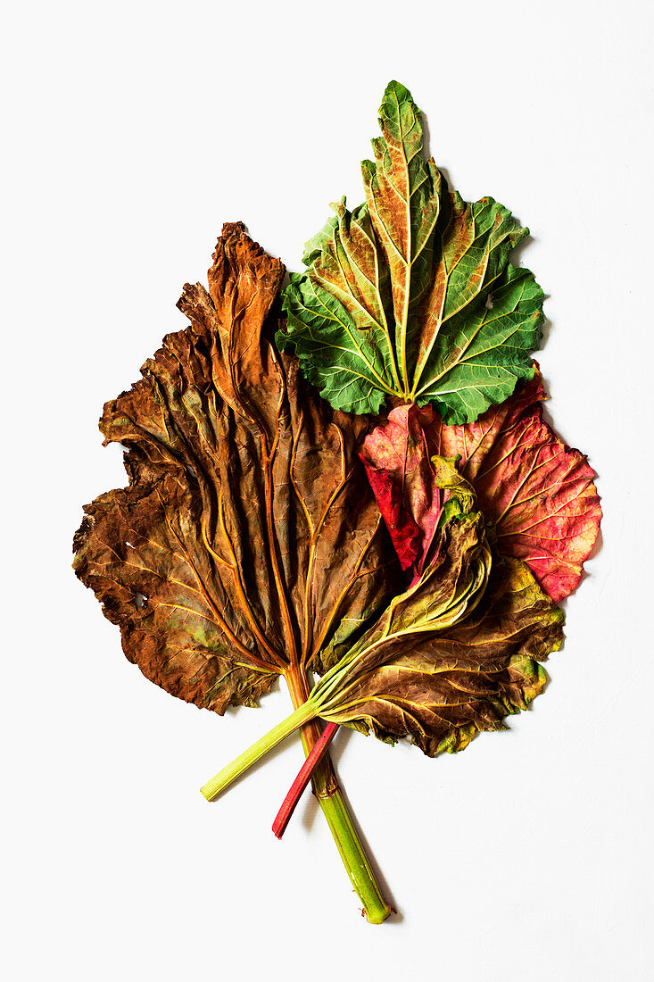 Dried rhubarb leaves with stems