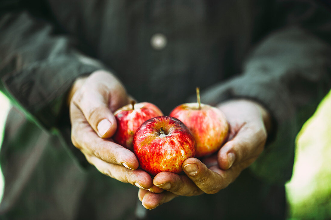 Farmers hands with freshly harvested apples