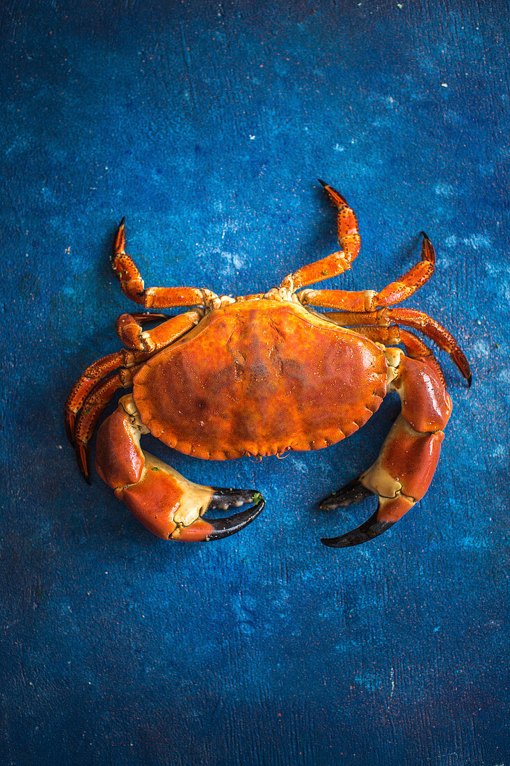 A crab on a blue background