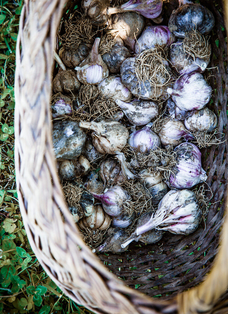Garlic in basket in garden