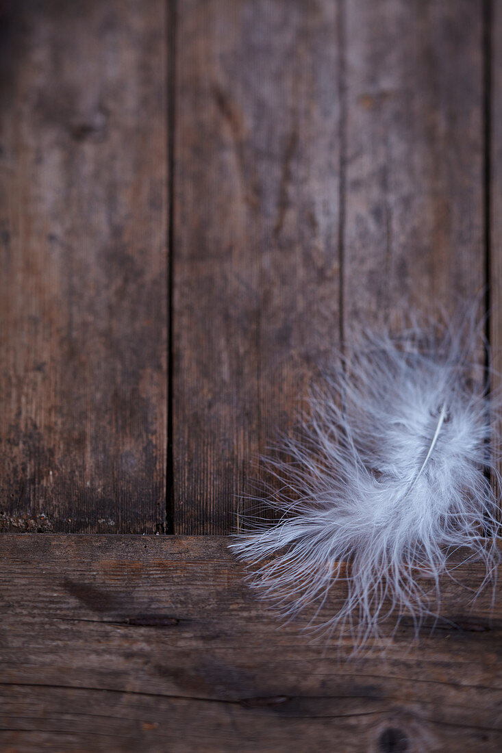 Feather on rustic wooden background