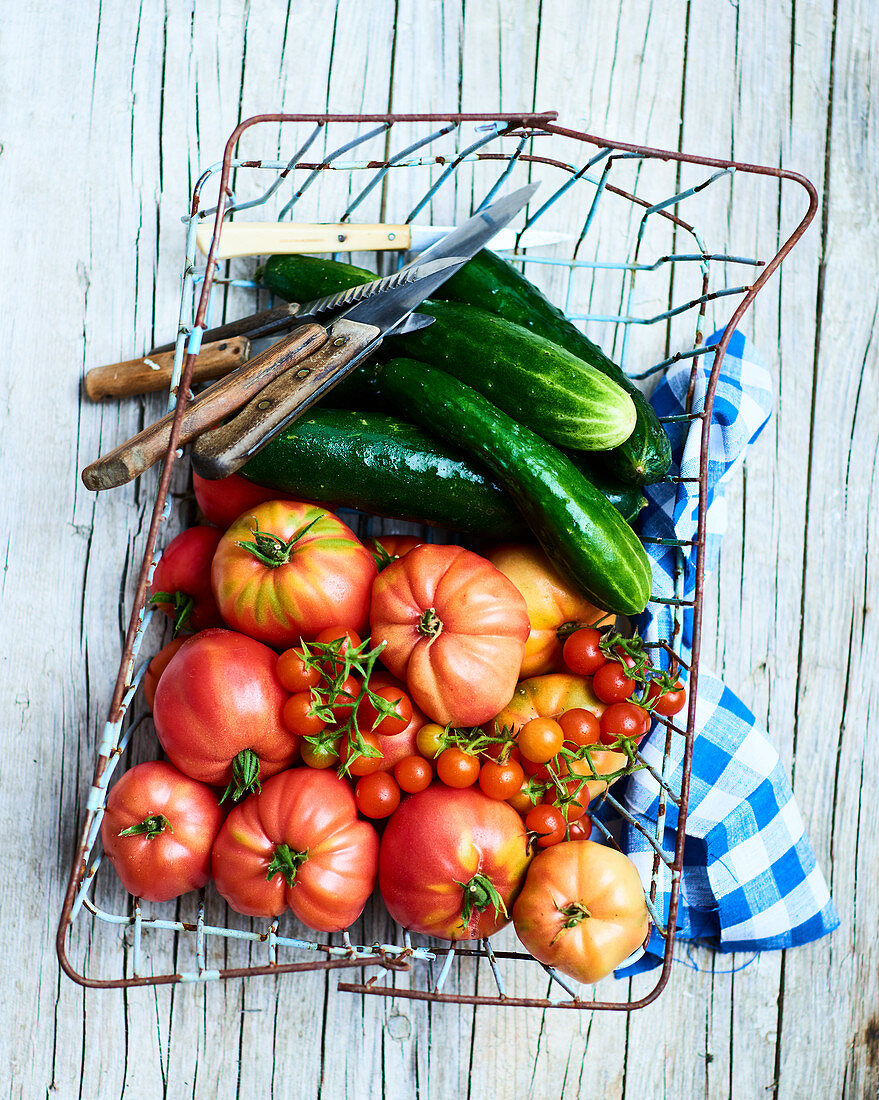 Frisch geerntete Tomaten und Gurken im Drahtkorb