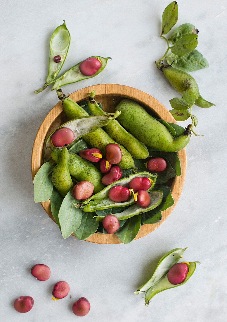 Purple broad beans