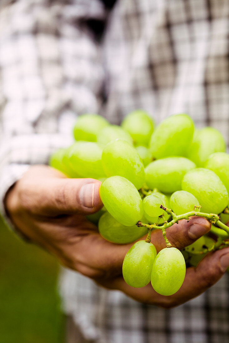 Farmers hands with freshly harvested white grapes