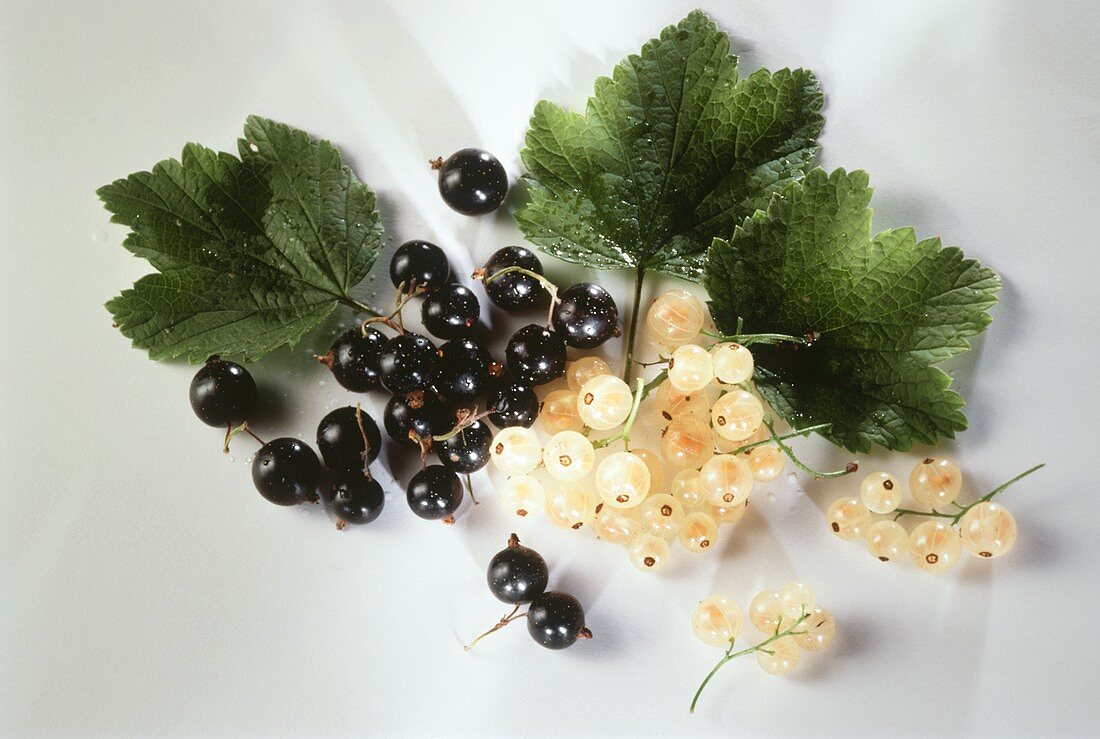 Black and White Currants with Leaves