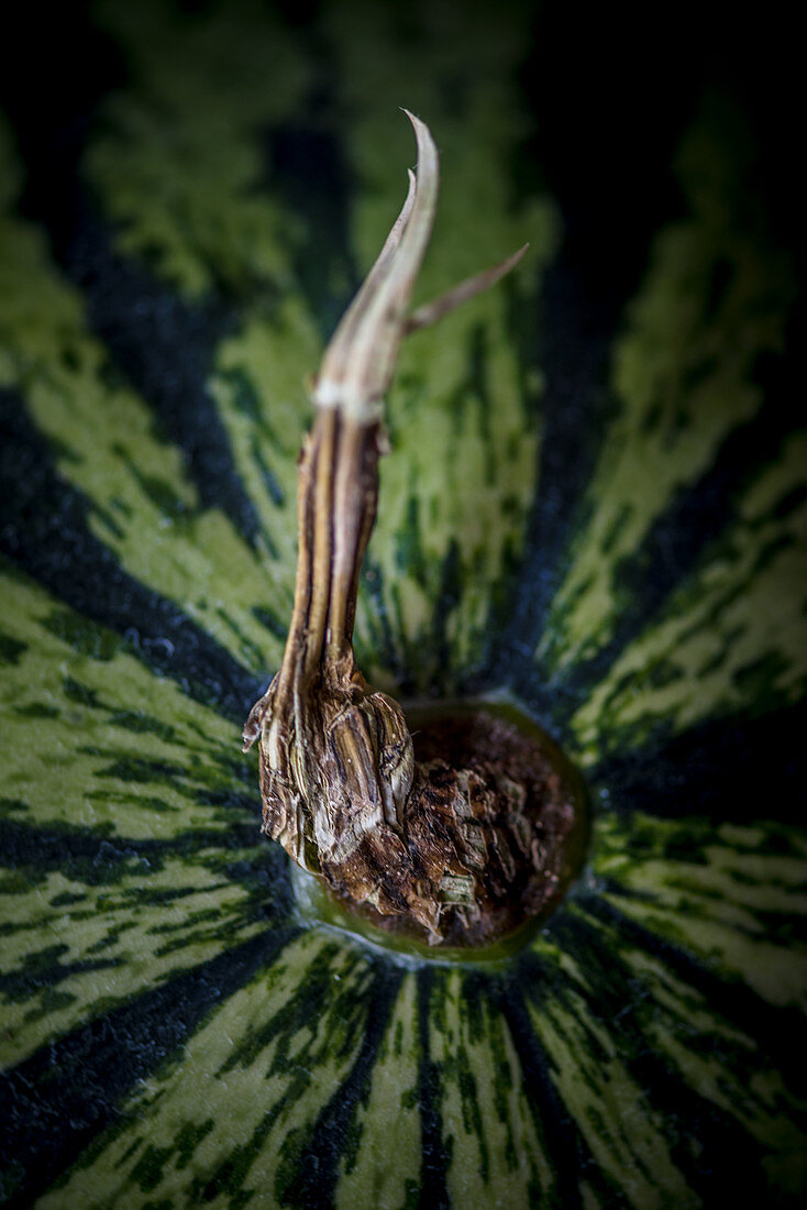 Close up of Watermelon