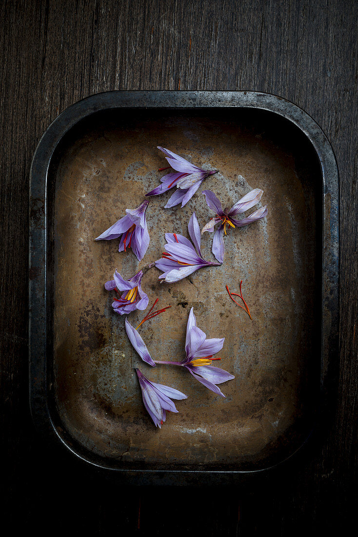 Saffron Flowers in a Metal Tray