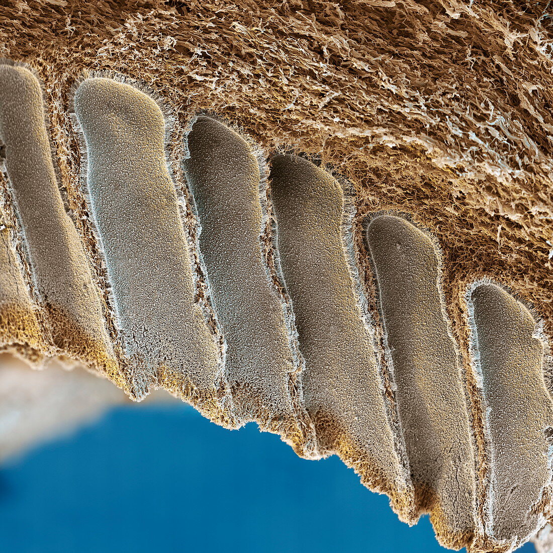 Gills of a bracket fungus, SEM