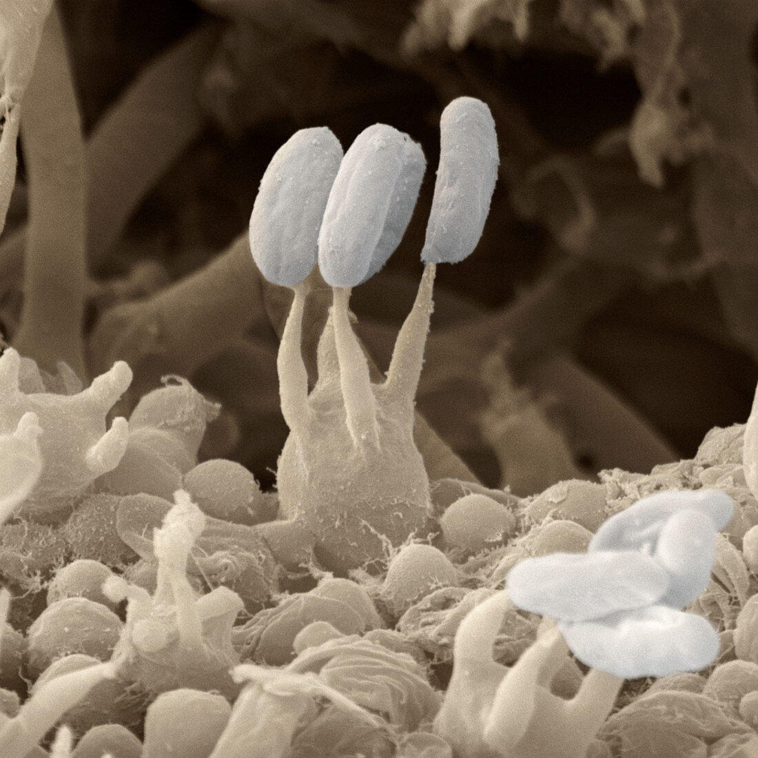 Spores of a bracket fungus, SEM
