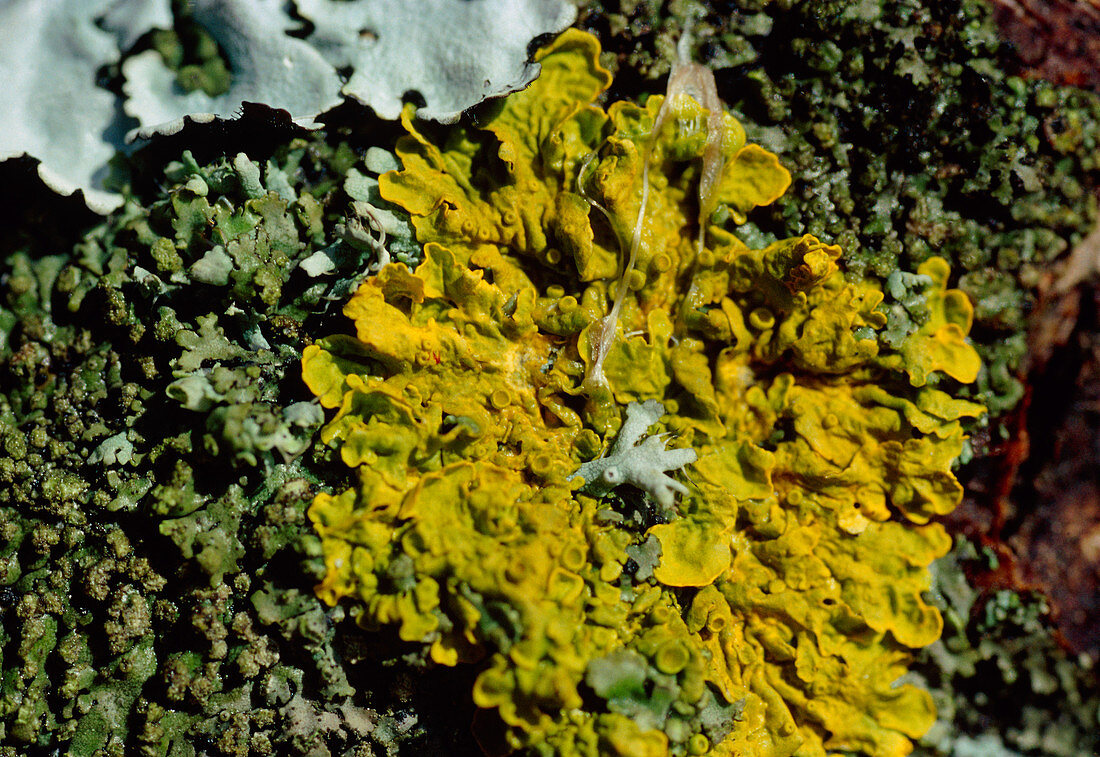 Common orange lichen on a rock