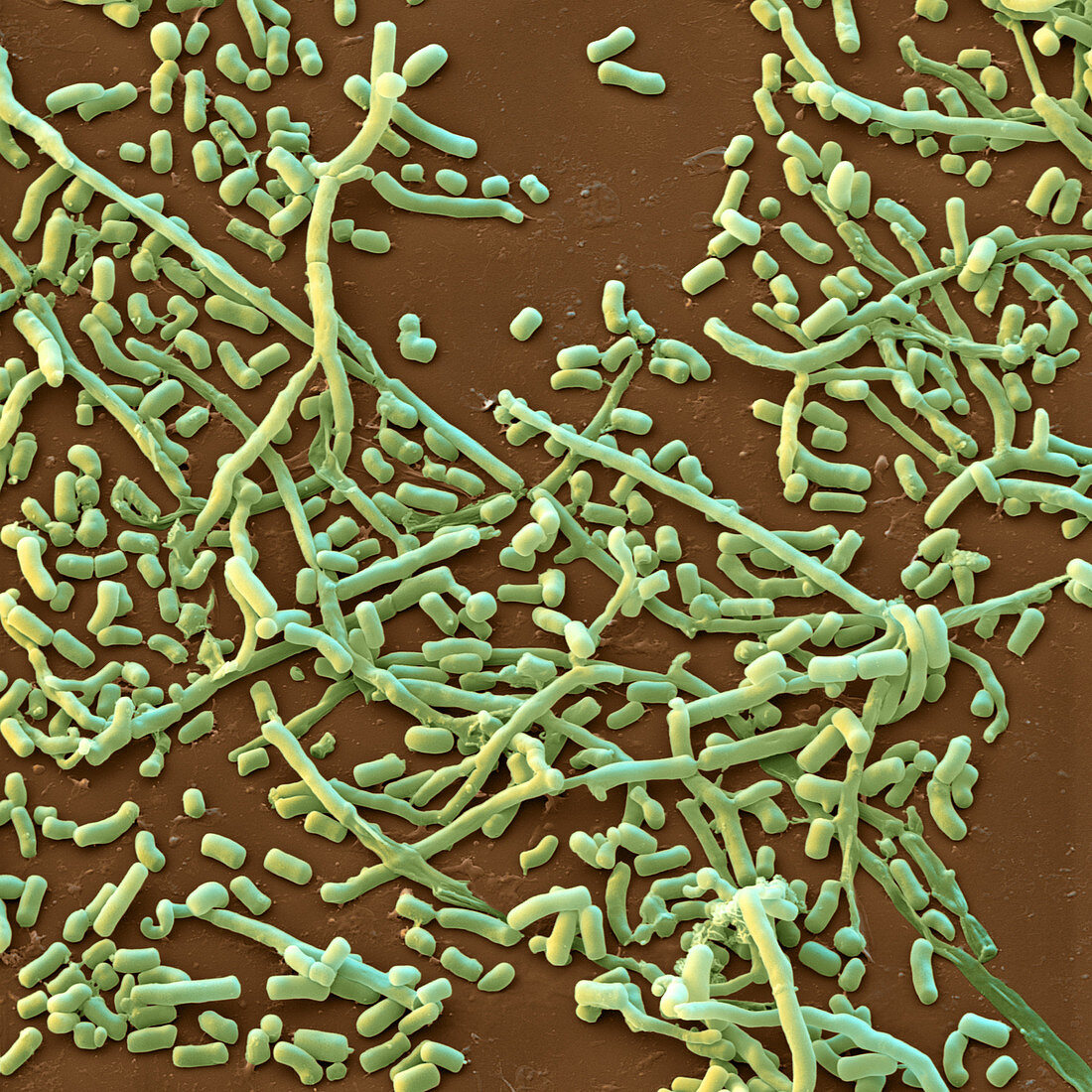 Streptomyces bacteria, SEM