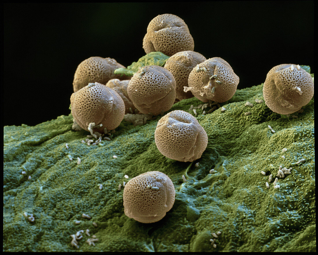 Pollen grains of Mountain ash