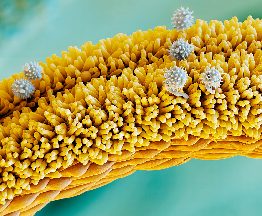 Arnica pollen grains on stigma, SEM