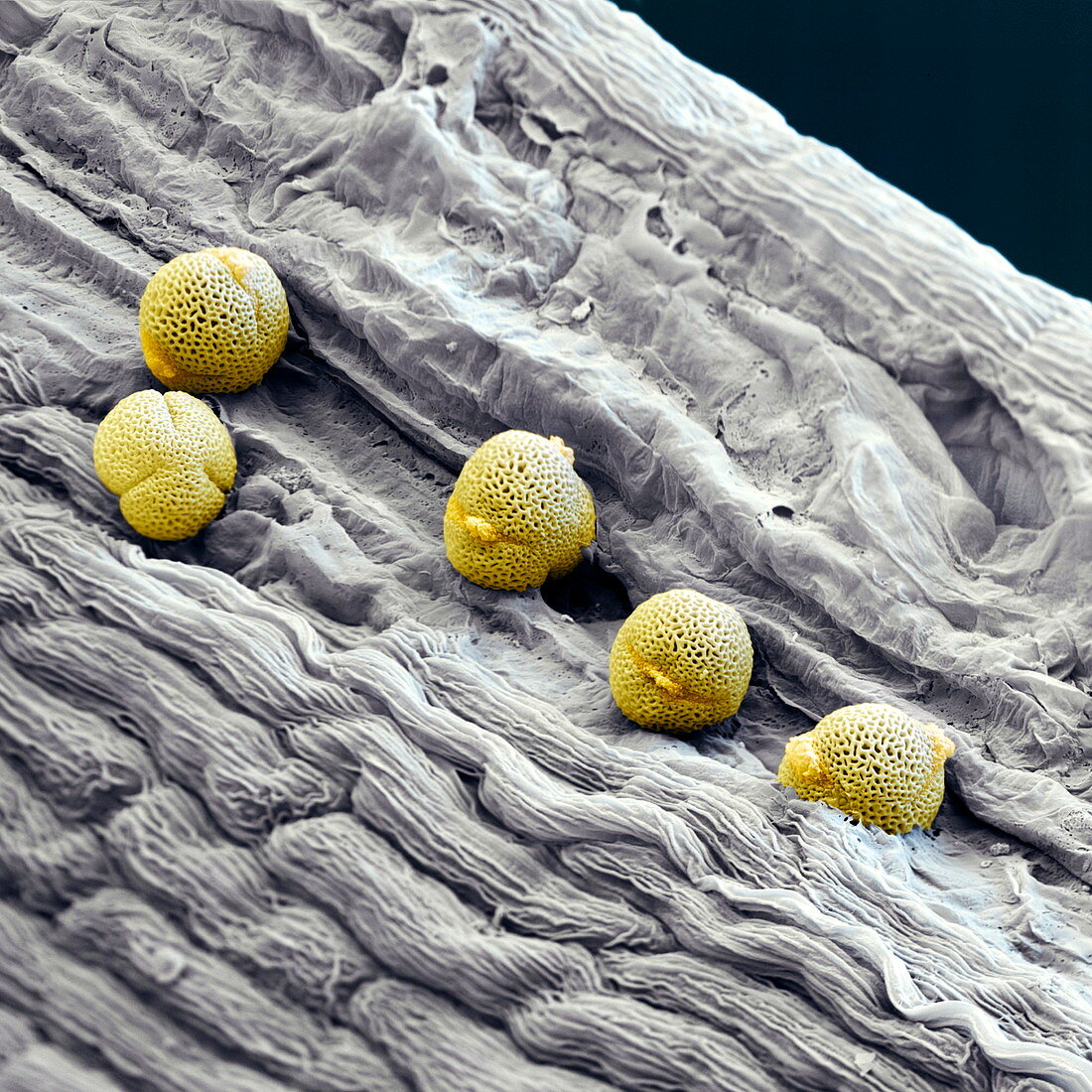 Elder pollen, SEM