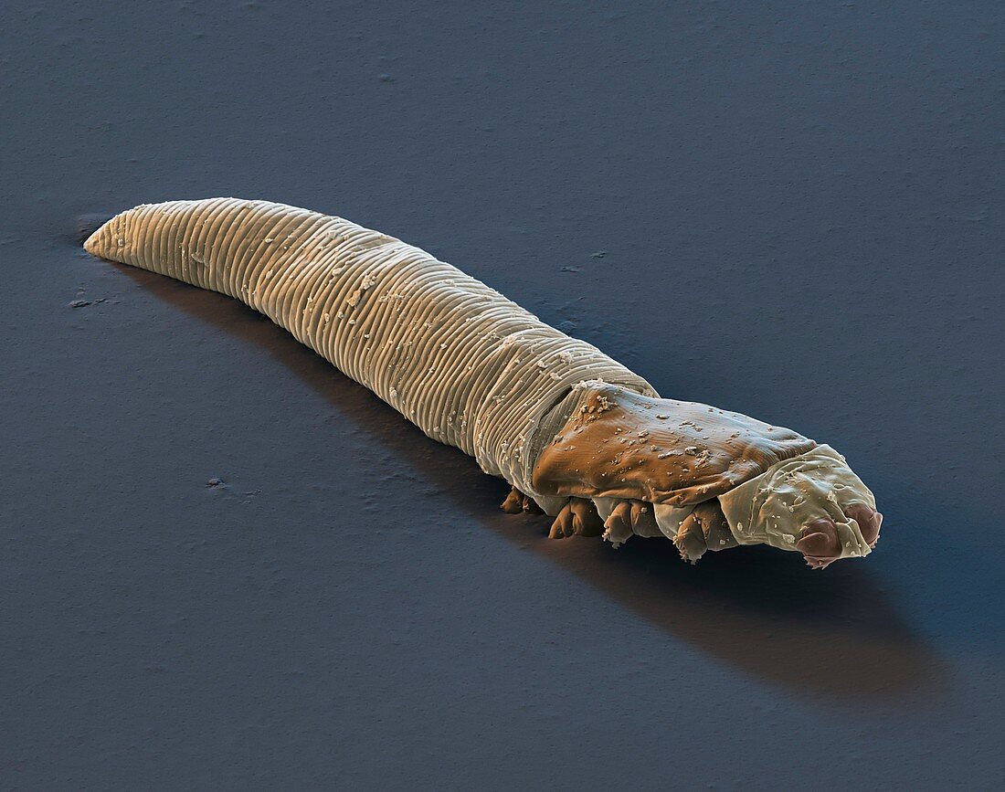 Demodex 800x - Demodex 800-1